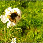 La fleur et son insecte