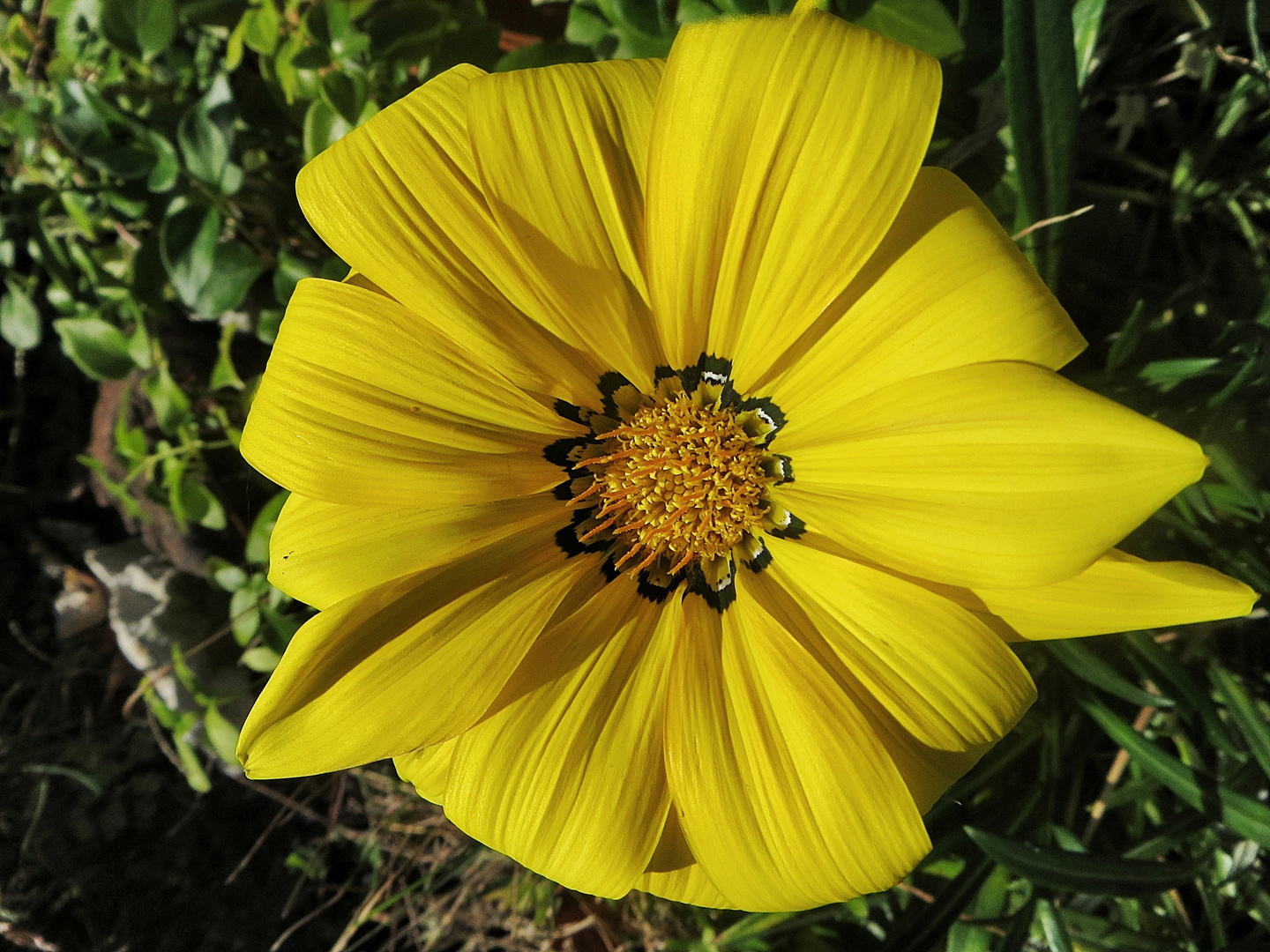 La fleur jaune !