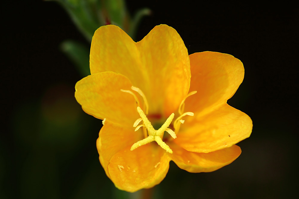 la fleur jaune !