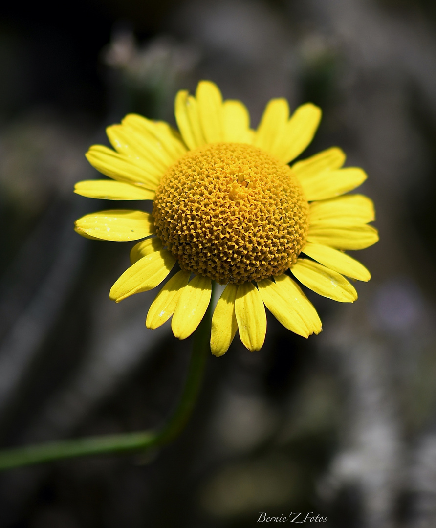 La fleur jaune