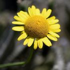 La fleur jaune