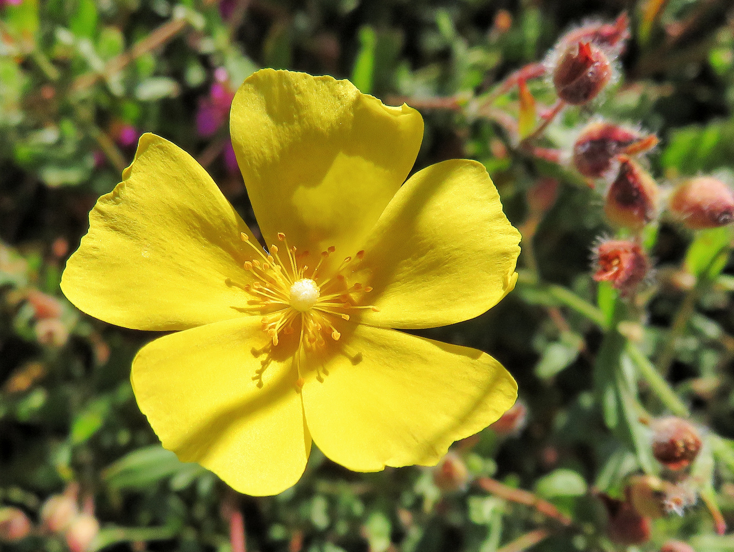 la fleur jaune !