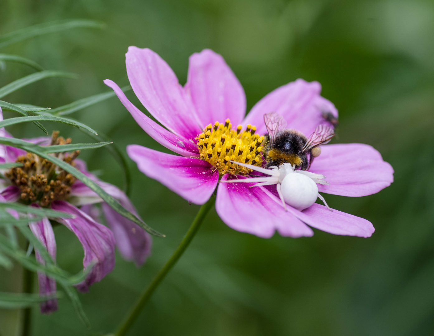 la fleur, le bourdon et la thomise