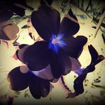 La fleur noir