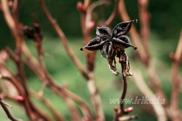 La fleur noire