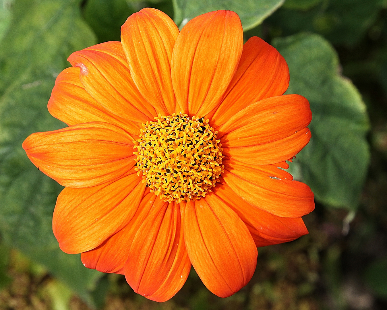 La fleur orange !