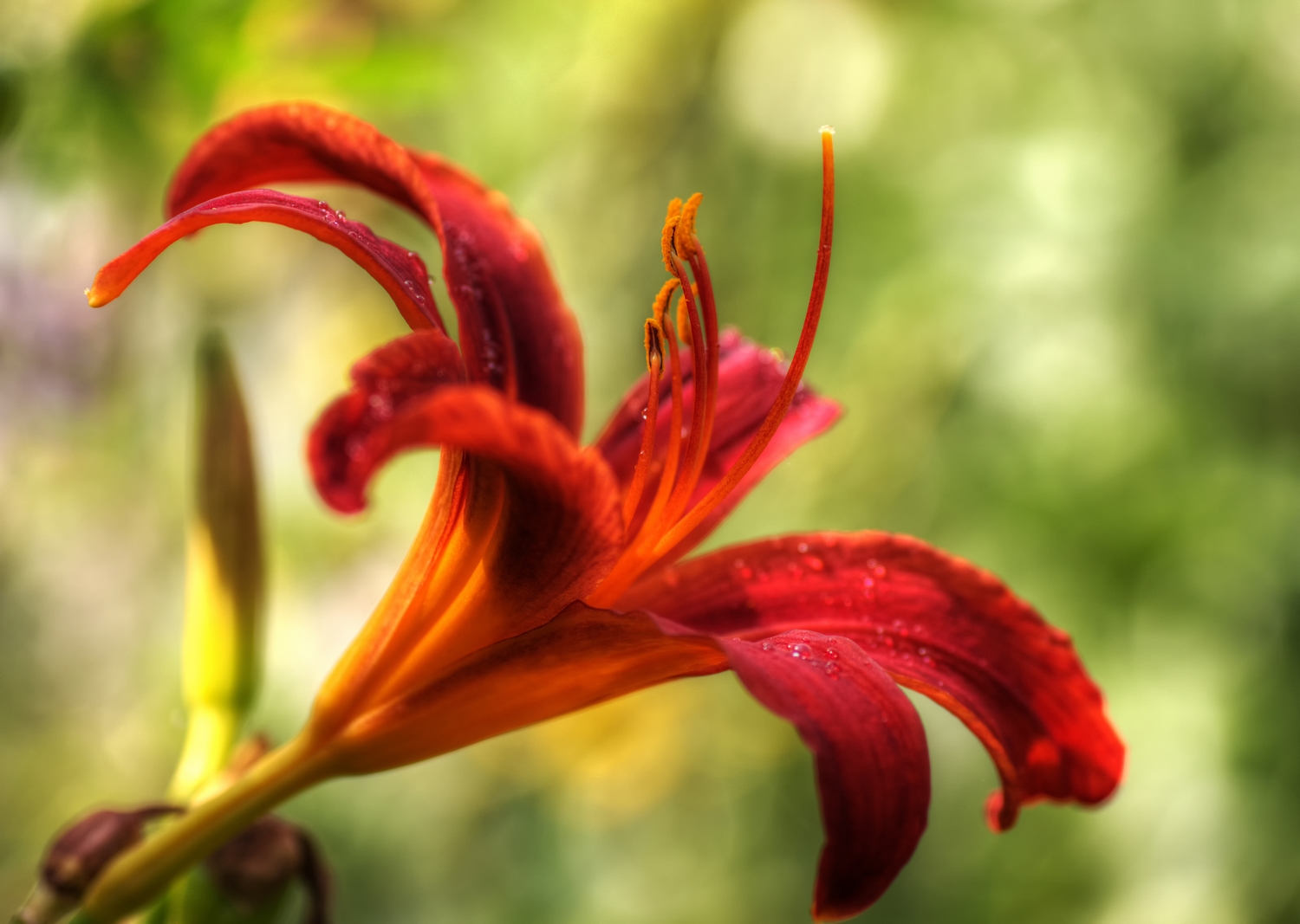 La fleur parfaite est chose rare, on pourrait passer sa vie à la chercher