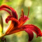 La fleur parfaite est chose rare, on pourrait passer sa vie à la chercher