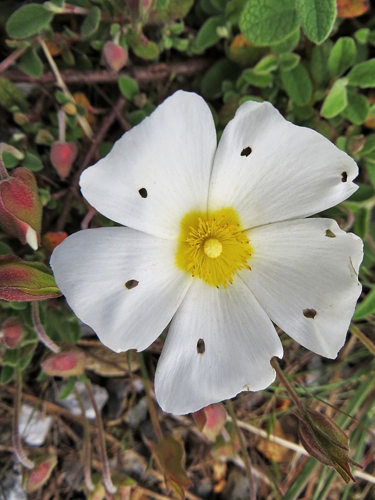 la fleur percée !