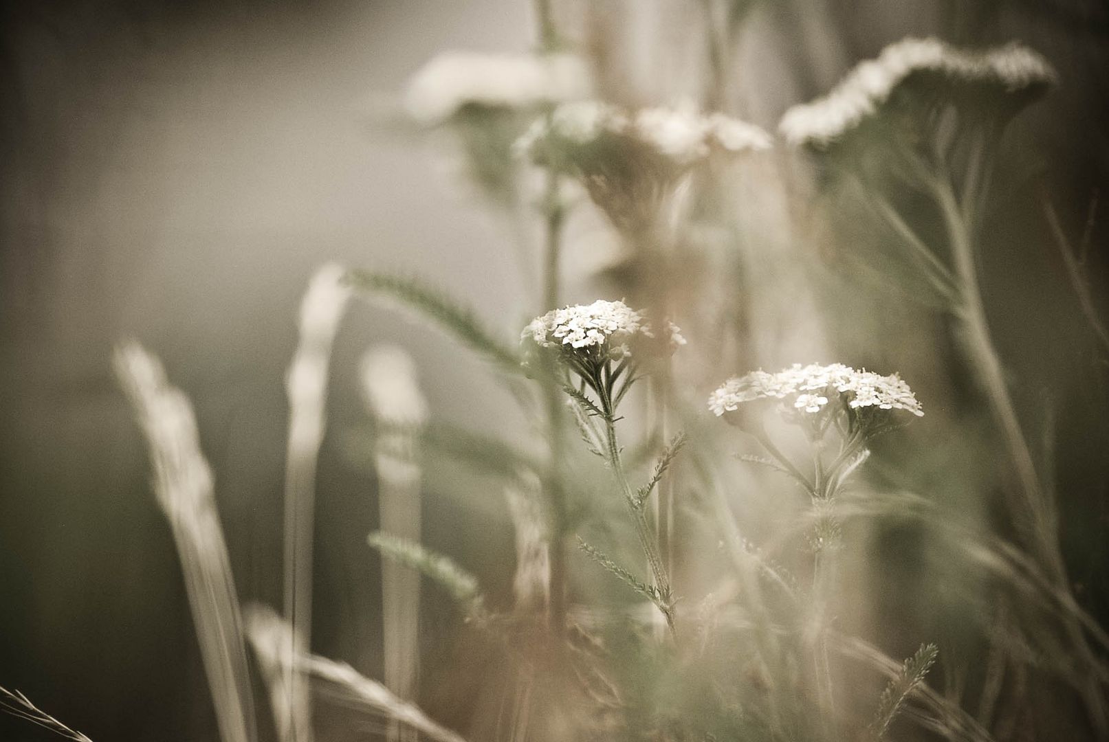 La fleur qui attire l'attention