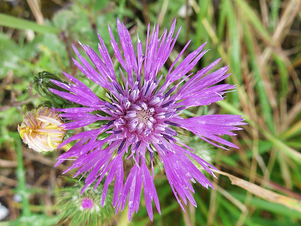 la fleur rose !