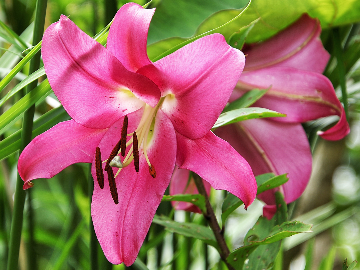 la fleur rose !