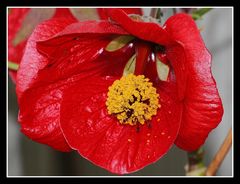 " La fleur rouge "