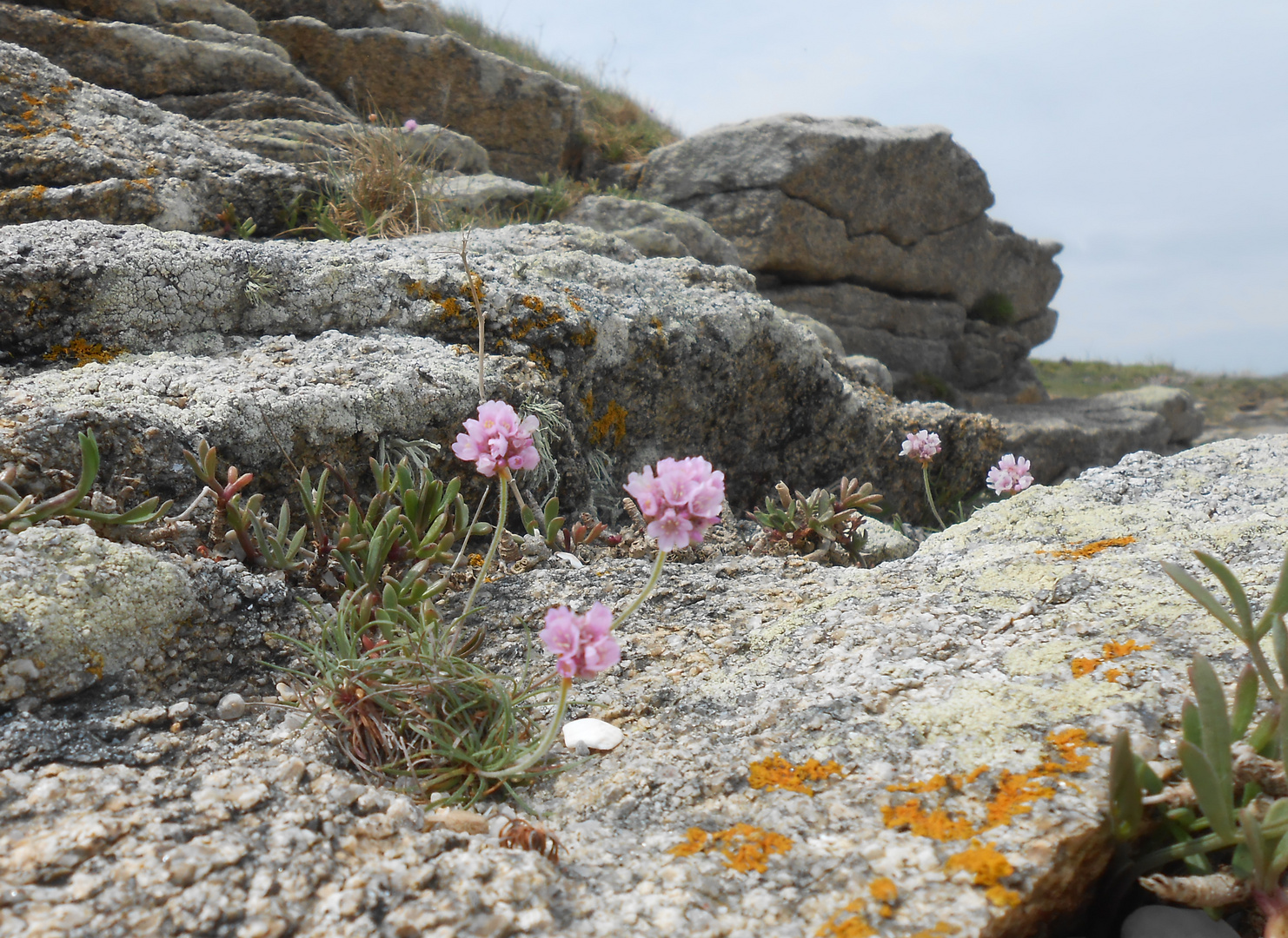 La fleur sur son rocher....