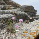 La fleur sur son rocher....