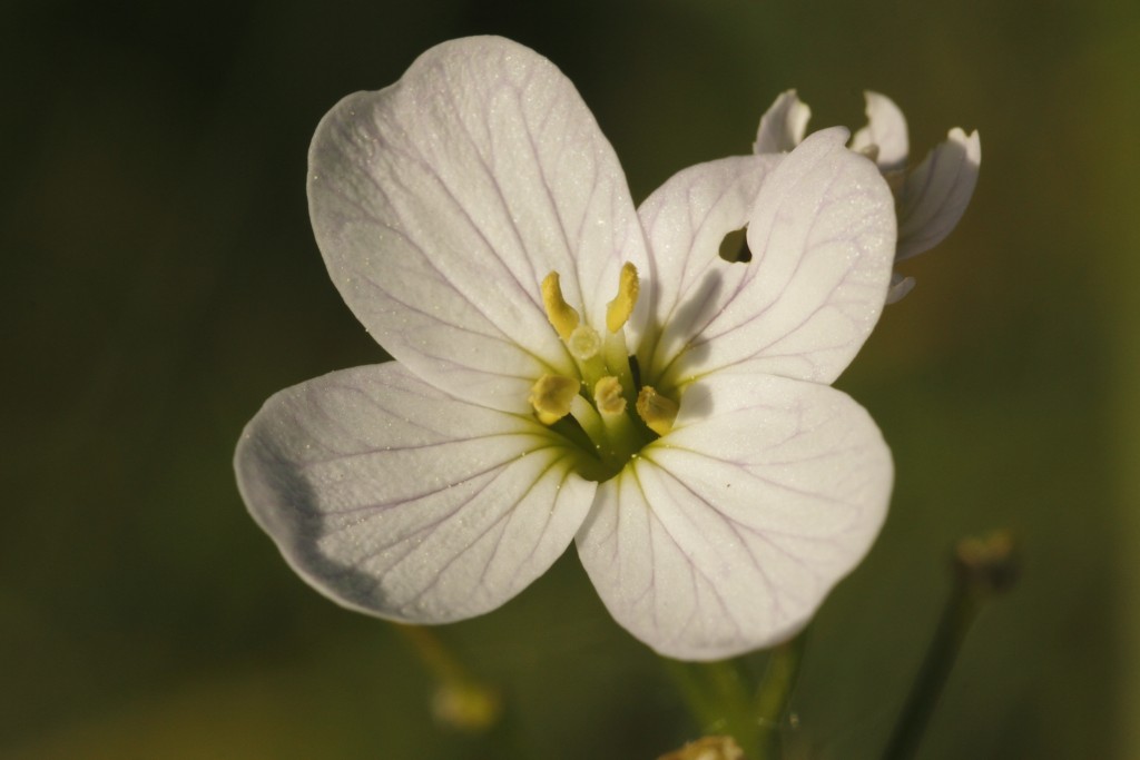 la fleur trouée !