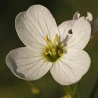 la fleur trouée !