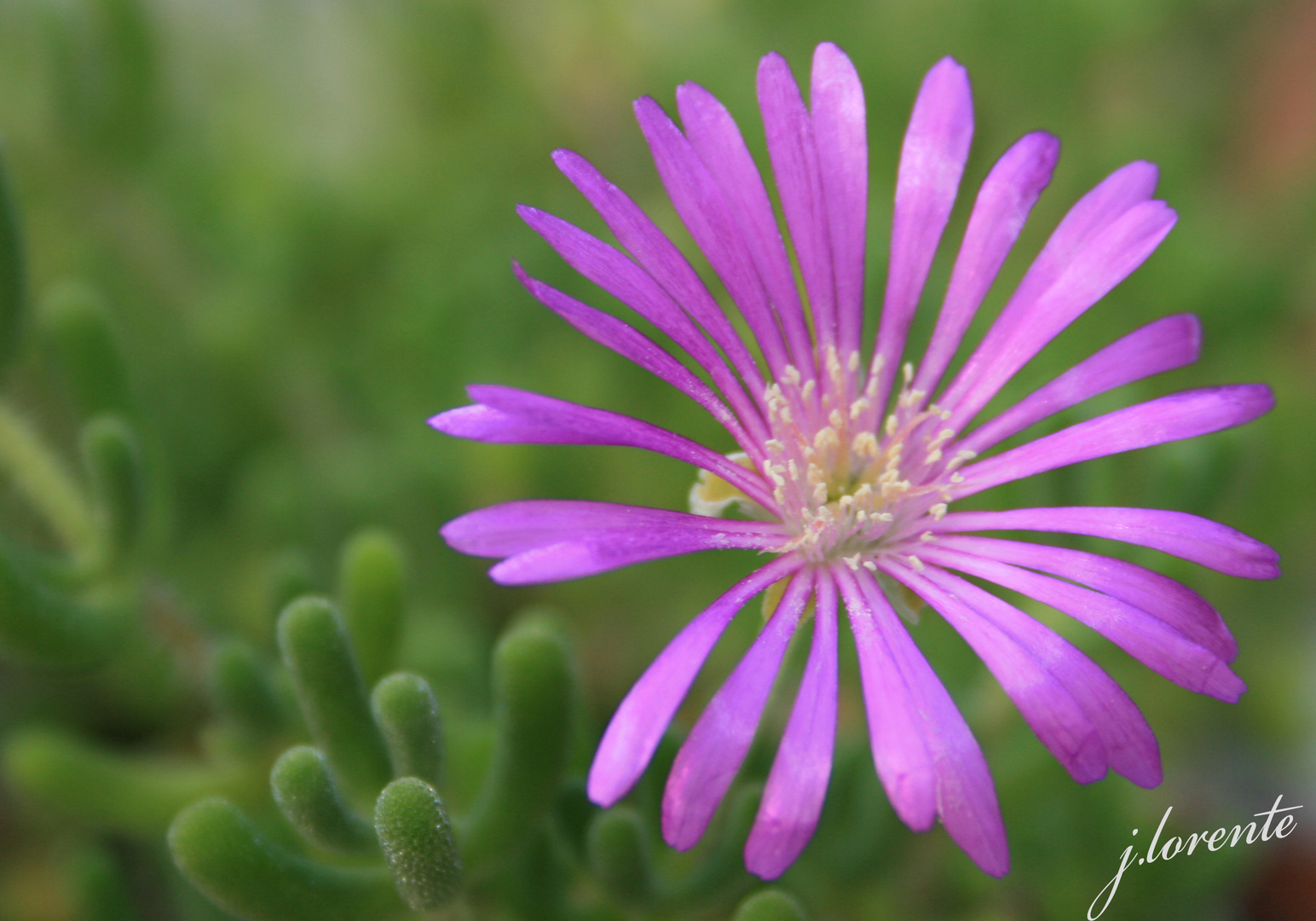 la flor