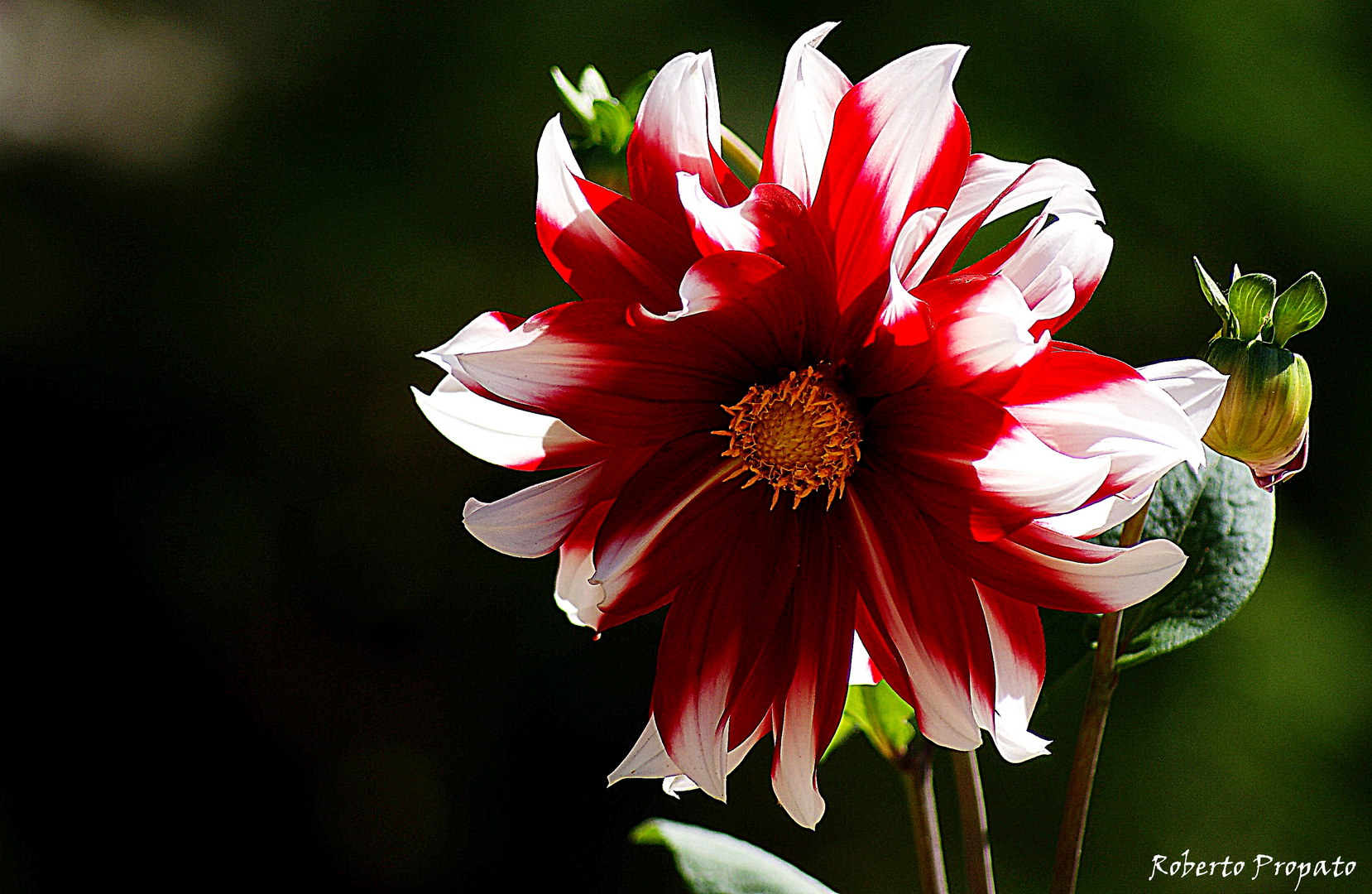 La Flor