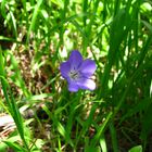 la flor