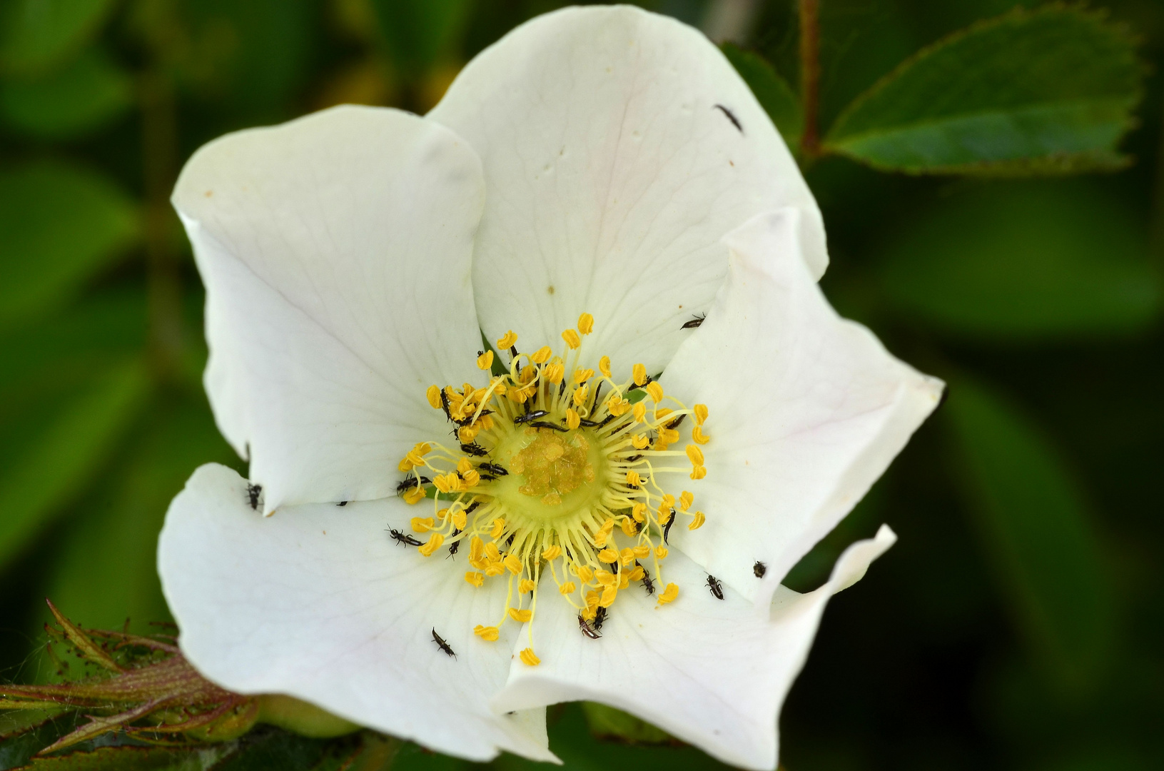 la flor