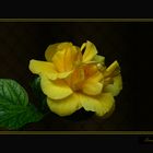 La Flor Amarilla