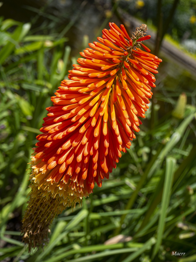 La flor de Aloe Vera