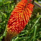 La flor de Aloe Vera