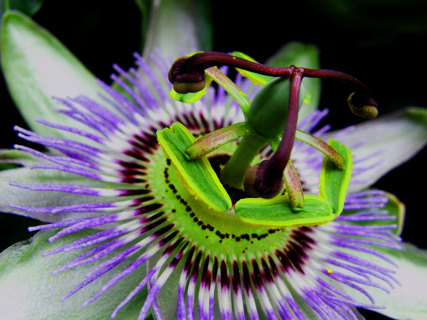 La Flor de Cristo