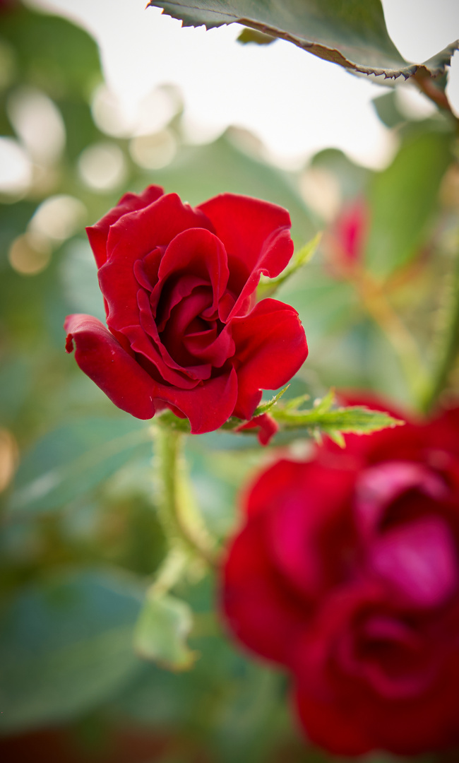 La flor de la abuela