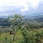 la flor de la alejandria (  sin retoques