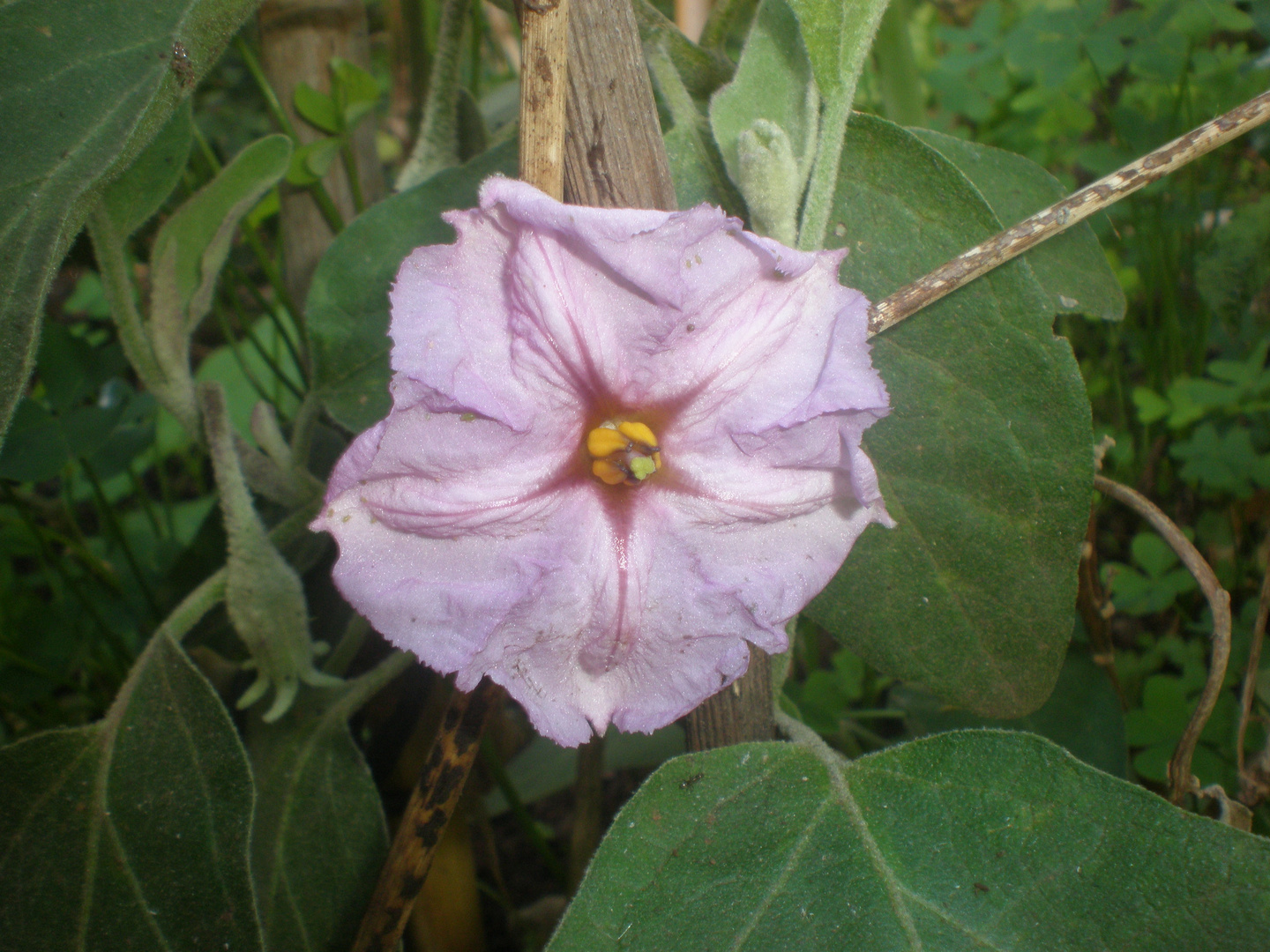 La flor de la berenjena