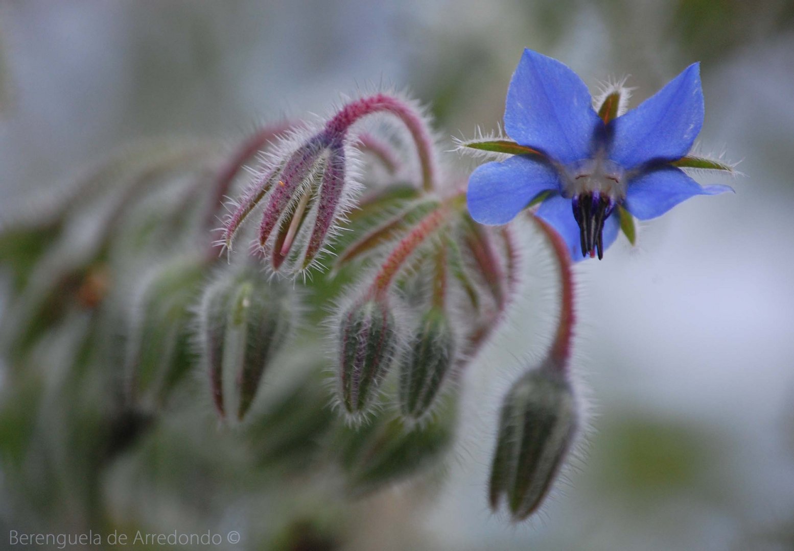 la flor de la borraja