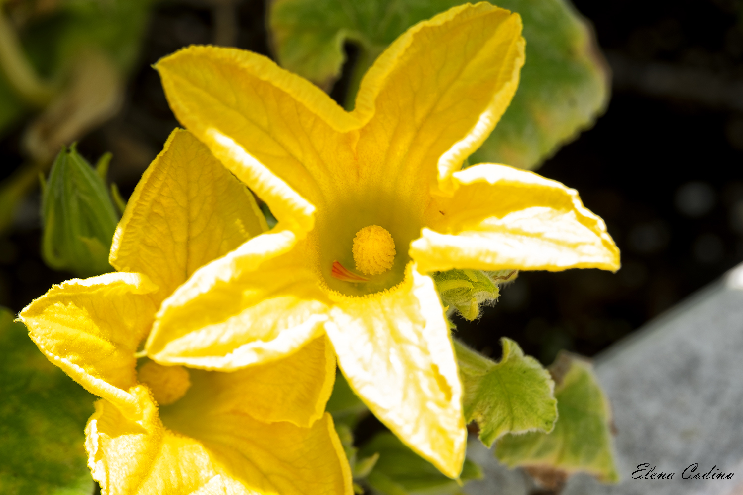 La flor de la Calabaza