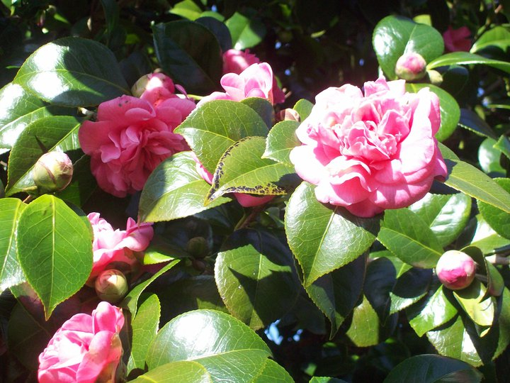 La flor de la Camelia