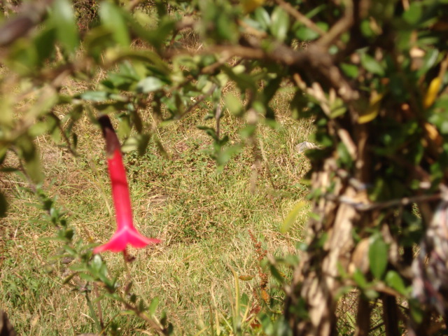 La flor de la Cantuta