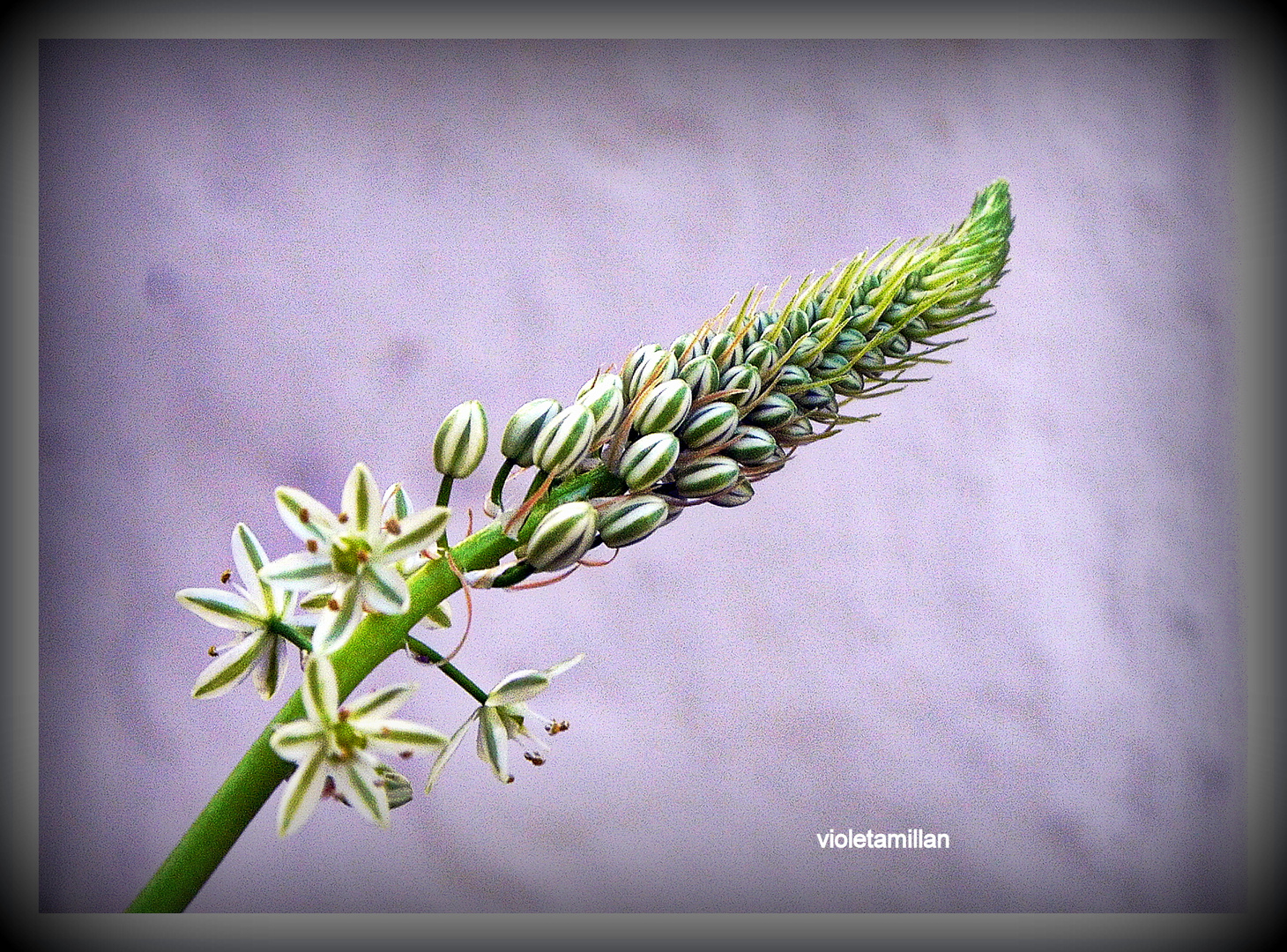 la flor de la cebolla de la fortuna