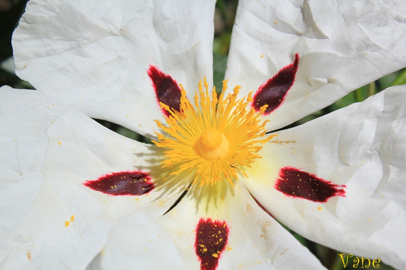 ... La flor de la jara ...