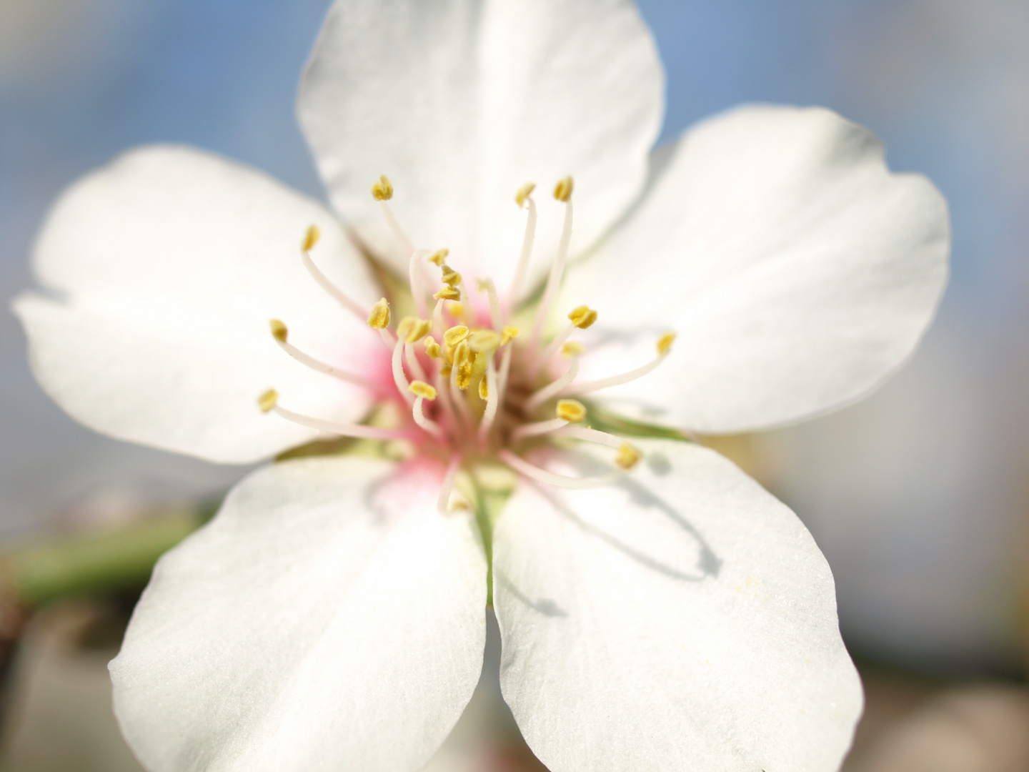 la flor de la Jara