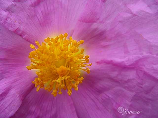 La flor de la jara.