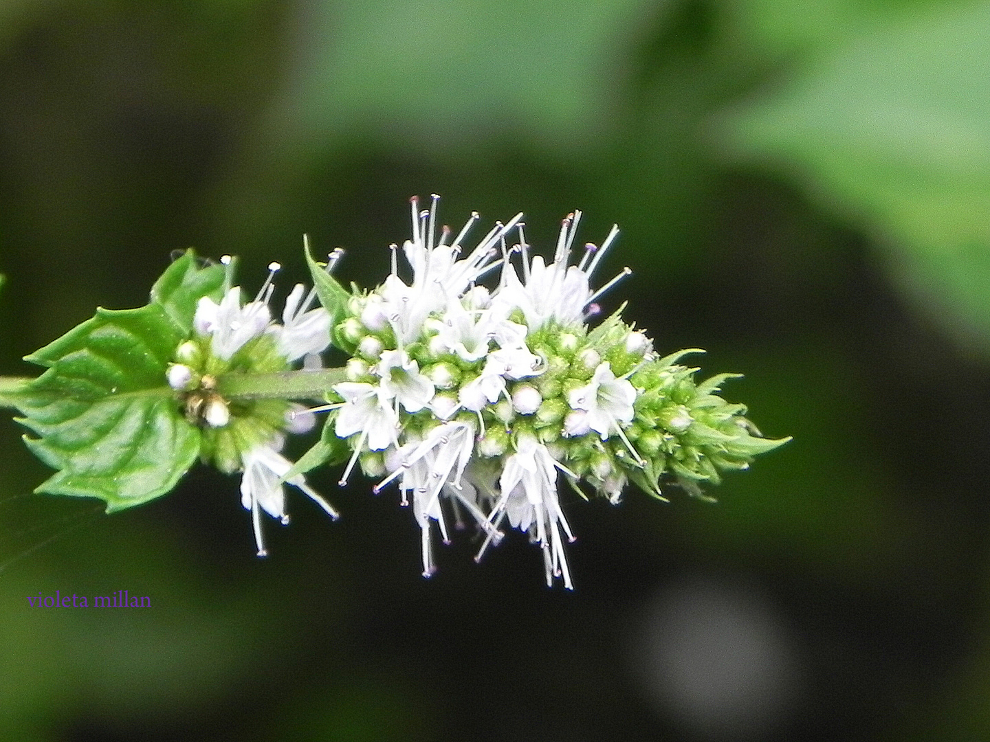 LA FLOR DE LA MENTA,PARA ROBERTO JUSTO ROBIOLO,BIEN CORDOBES