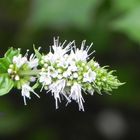 LA FLOR DE LA MENTA,PARA ROBERTO JUSTO ROBIOLO,BIEN CORDOBES