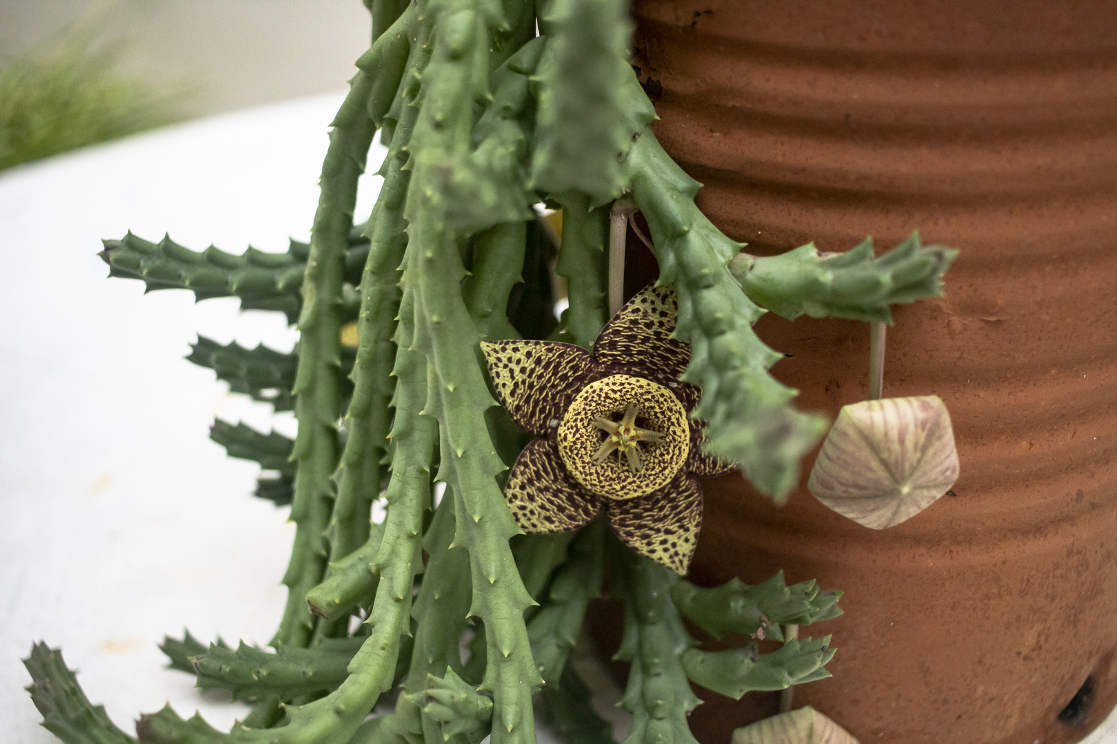 La flor de la Orbea Variegata