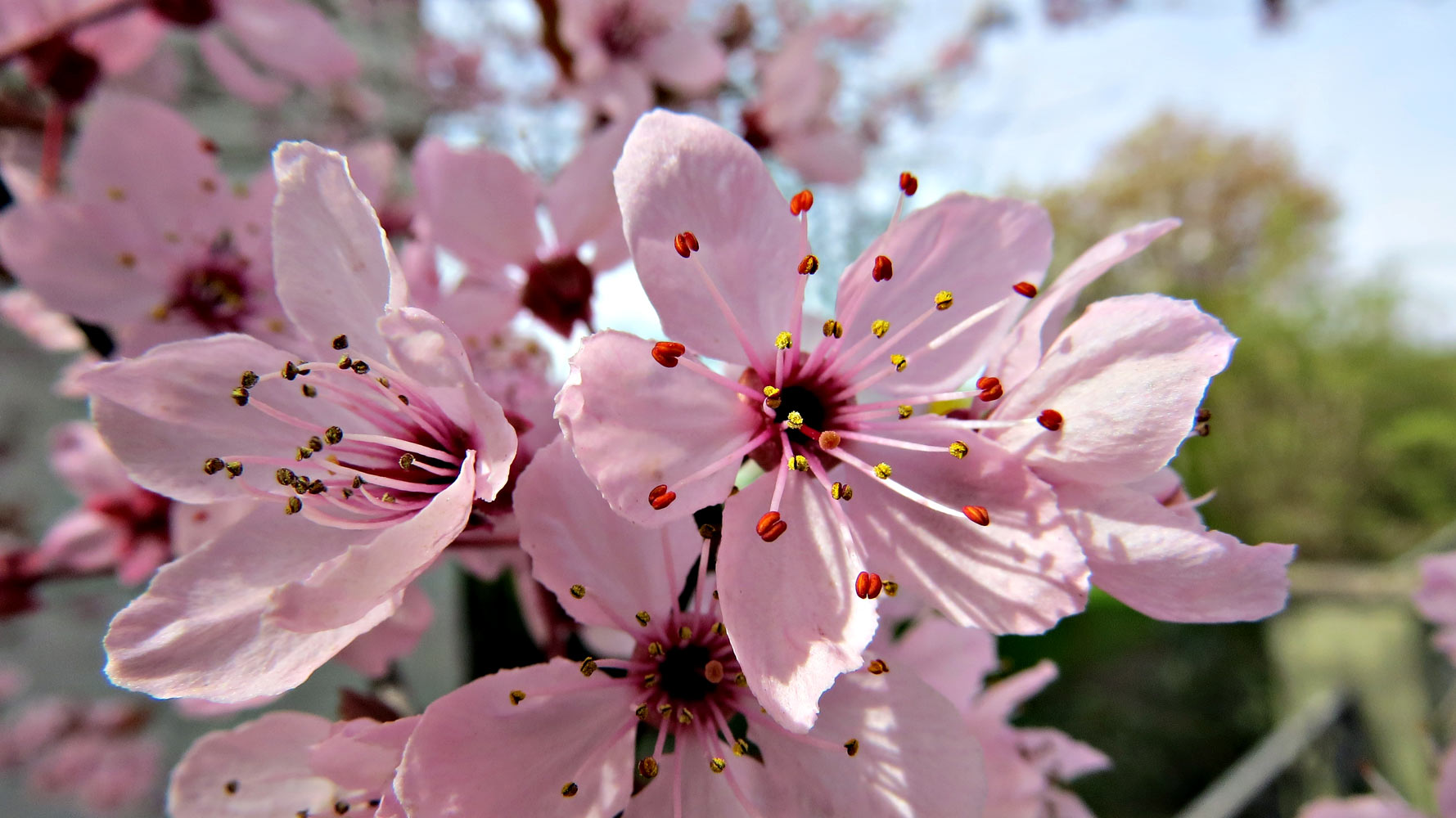 la flor de la primavera