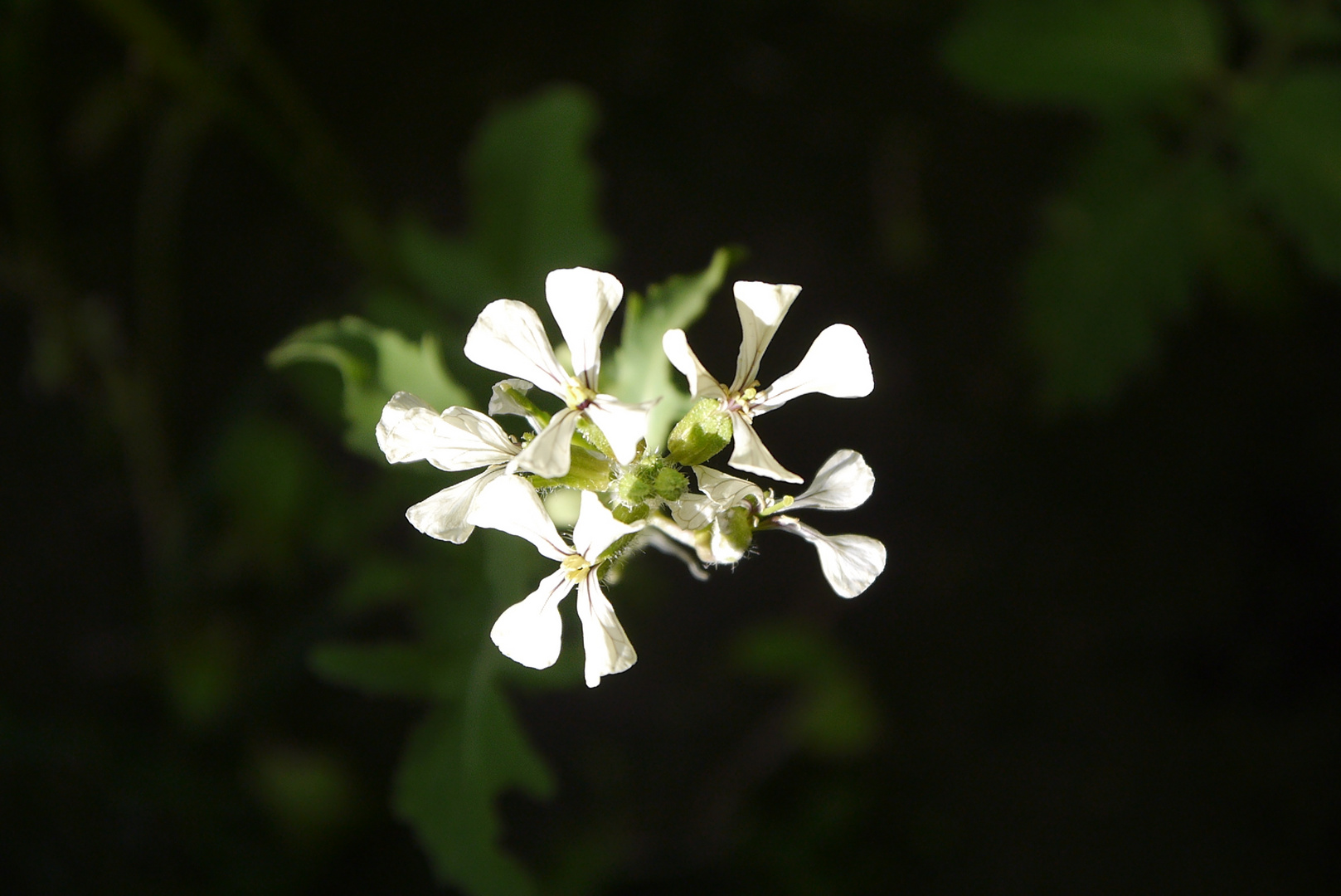 LA FLOR DE LA RUCULA