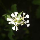 LA FLOR DE LA RUCULA