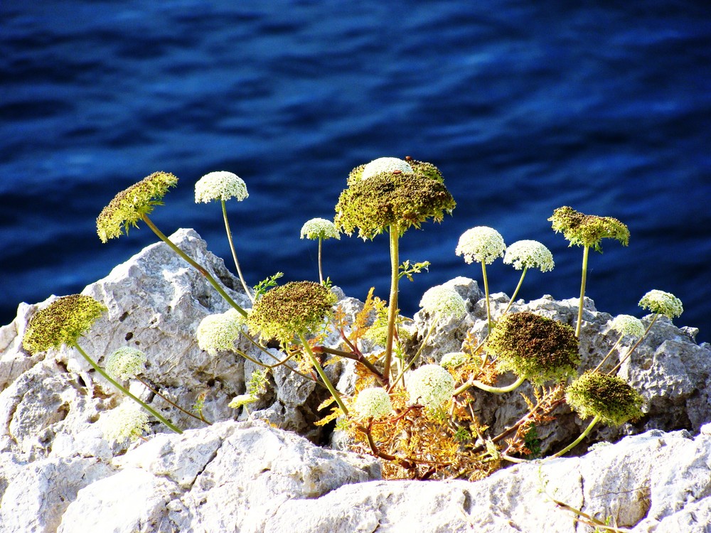 la flor de la vida