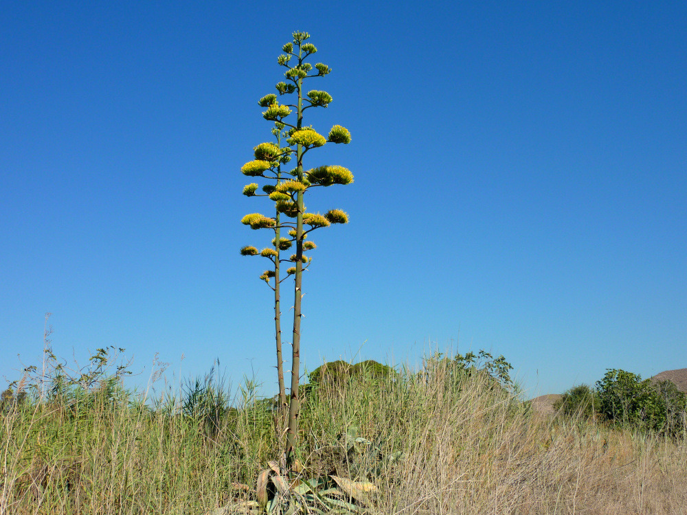 La flor de la Yuca