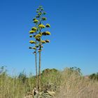 La flor de la Yuca