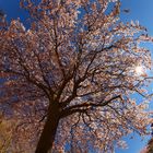 LA FLOR DE LOS ALMENDROS I